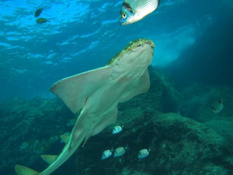 Best Places to Dive in Tenerife