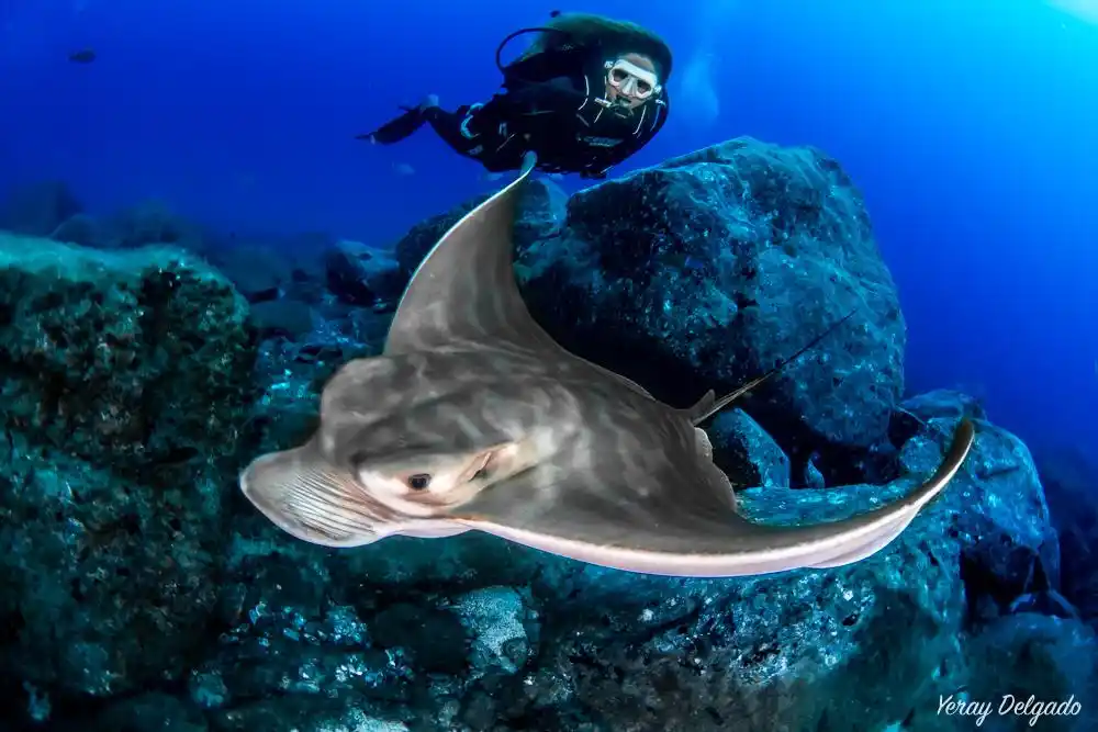 Buceador observando una raya nadando sobre el fondo marino durante una inmersión en Tenerife Sur