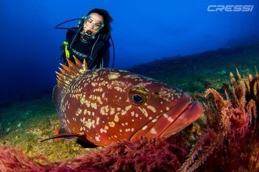 Buceadora observando de cerca un mero durante una inmersión de buceo
