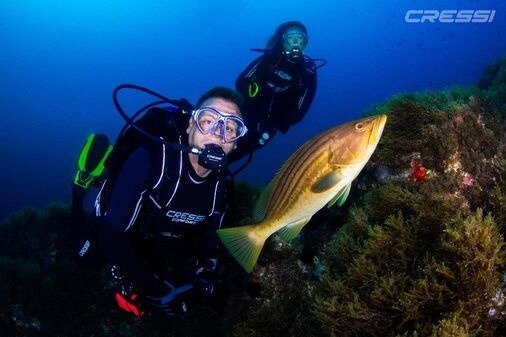 Guía completa para bucear en Tenerife: mejores zonas, precios y consejos prácticos
