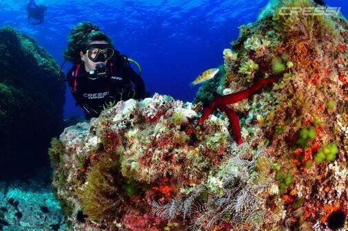Scuba Diving in Las Chafiras: Dive Centers, Courses & Strategic Hub in Tenerife South