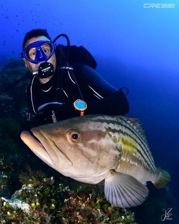 Complete Guide to Scuba Diving in Tenerife: Zones, Prices & Tips