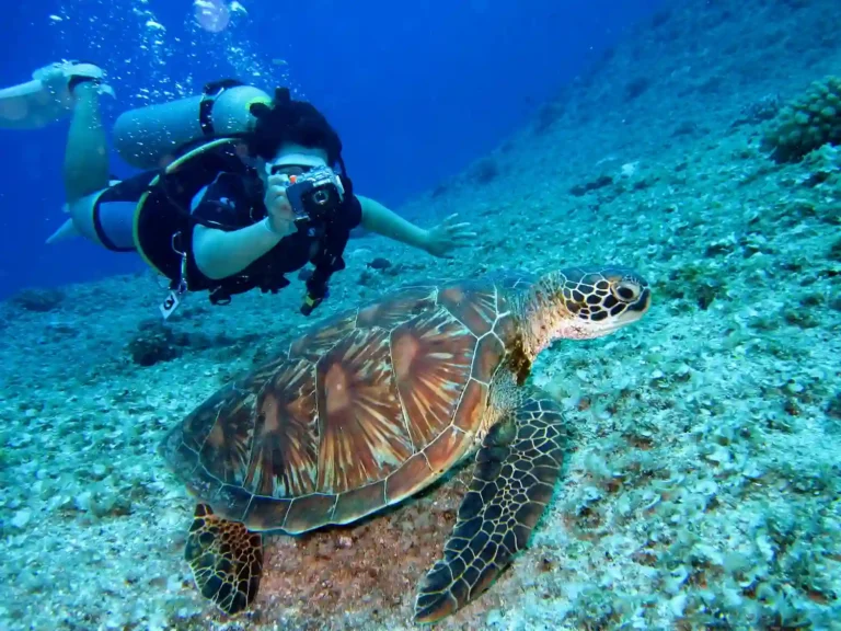 Where to See Turtles While Diving in Tenerife