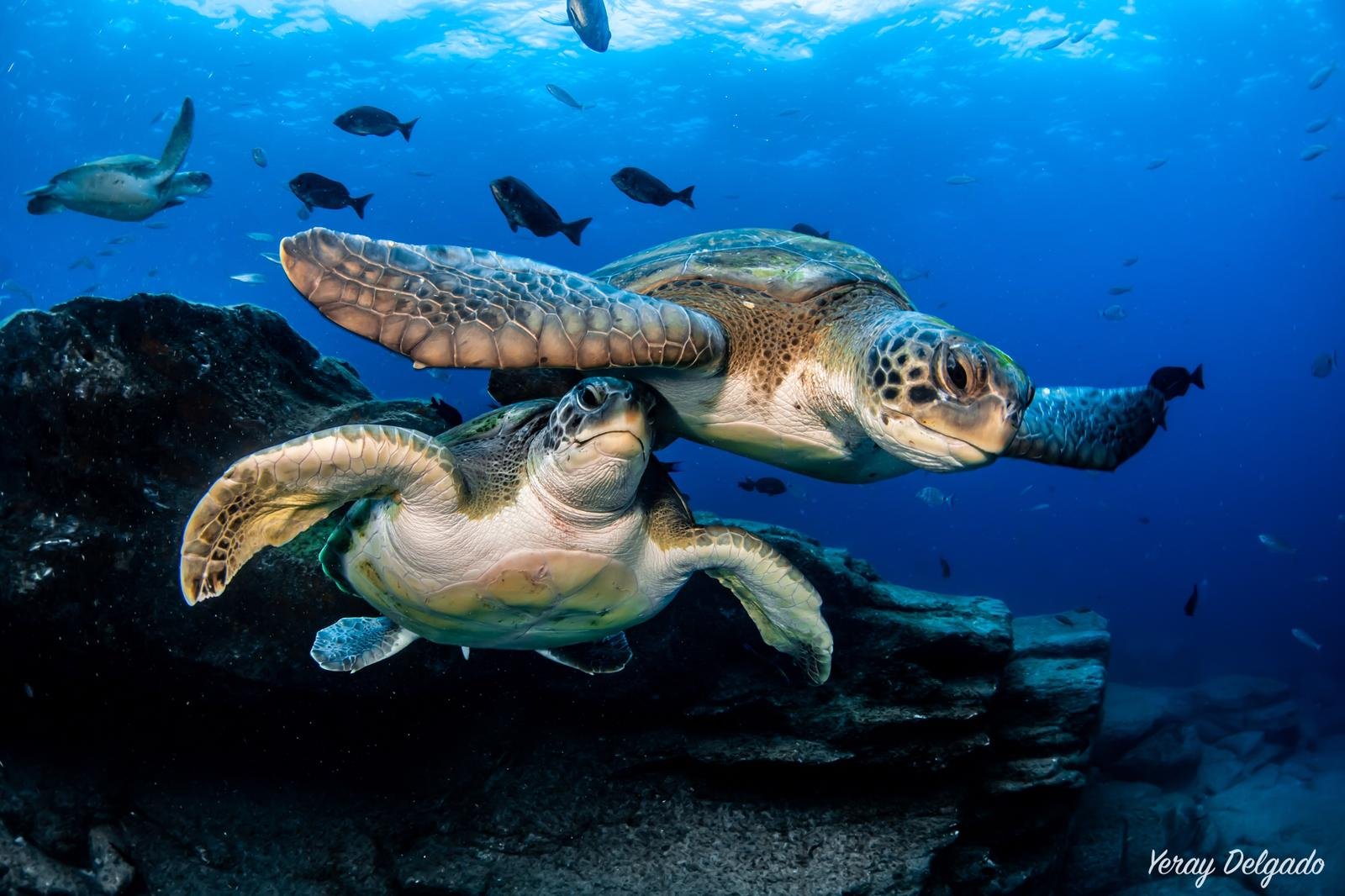 Dos tortugas marinas nadando en aguas claras durante una experiencia de buceo