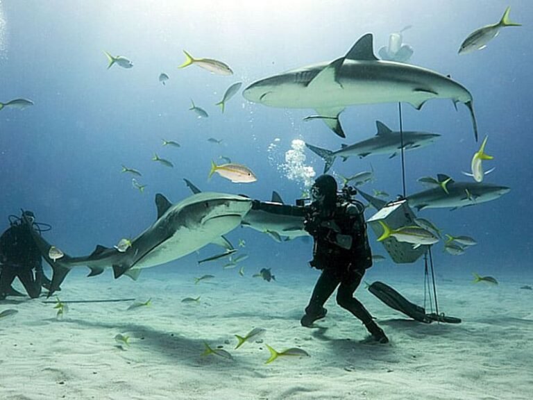 Sharks in the Canary Islands: where to see them diving and which species