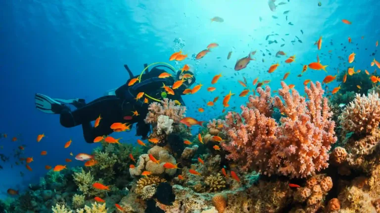 Diving in El Hierro: The Best Diving in the Canary Islands (Full Guide 2026)