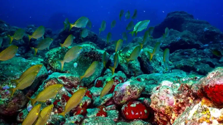Scuba Diving in Santa Cruz de La Palma | Volcanic Dives & Beginner Guide
