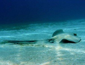 Marine Life in the Canary Islands: What You Can See While Diving