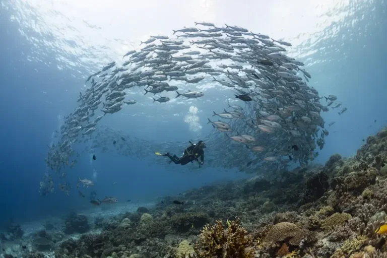 Buceador dentro de un banco de peces durante una inmersión del curso Open Water Diver