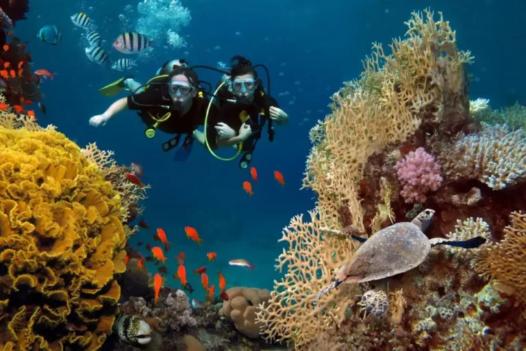 Dos buceadores disfrutando de una inmersión en un arrecife de coral con buena visibilidad