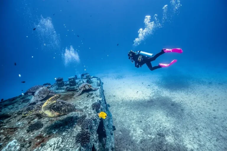 Diver observing a turtle near a wreck during a scuba dive