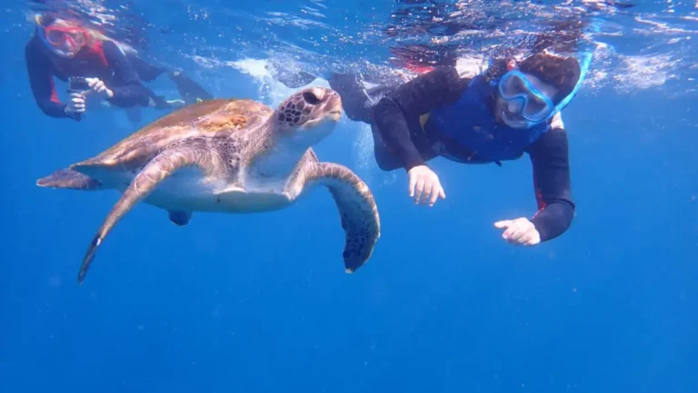 Two scuba divers observing a sea turtle during a dive in Tenerife