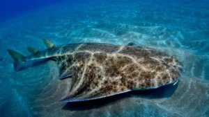 Angel shark resting on the seabed during a scuba dive in Lanzarote