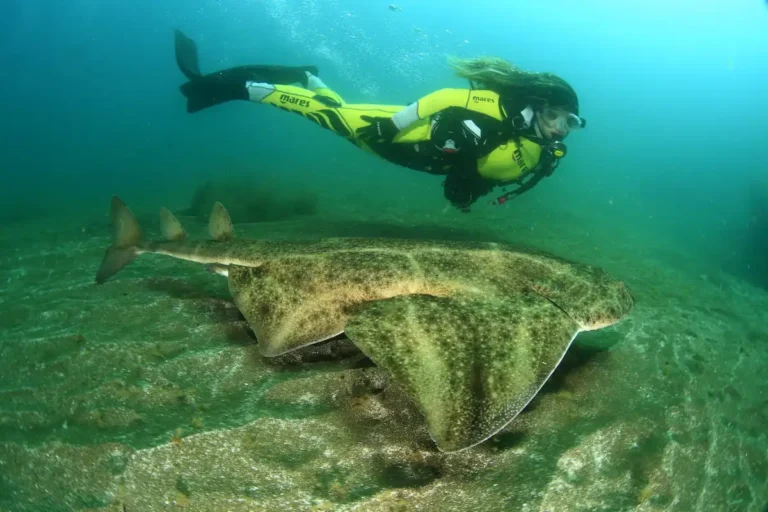 Buceador observando un angelote durante una inmersión de buceo en Tenerife