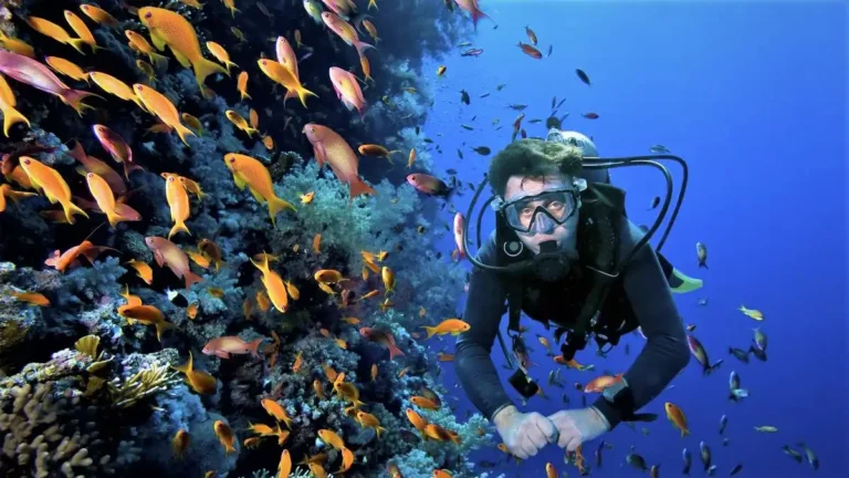 Buceador nadando dentro de un banco de peces durante una inmersión de formación Open Water Diver