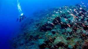 Buceador junto a una formación volcánica submarina con un banco de peces en La Palma