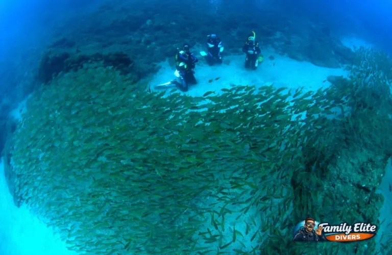Buceadores nadando junto a un gran banco de peces durante una inmersión