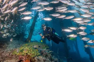 Cuatro buceadores rodeados de peces durante una inmersión en Costa Teguise, Lanzarote