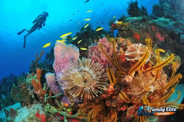 Diver observing anemones during a shallow scuba diving experience