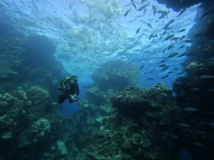 Diver swimming near a school of fish in a volcanic underwater area in La Palma