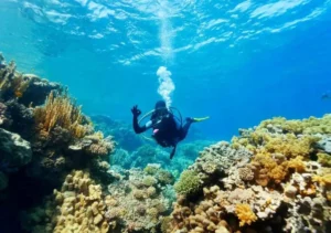 Diver surrounded by marine life during a scuba dive in La Palma