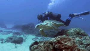 Diver next to a sea turtle during a scuba dive in Lanzarote