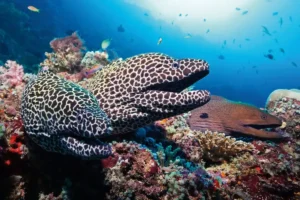 Moray eel looking straight at the camera among rocks during a dive in La Palma