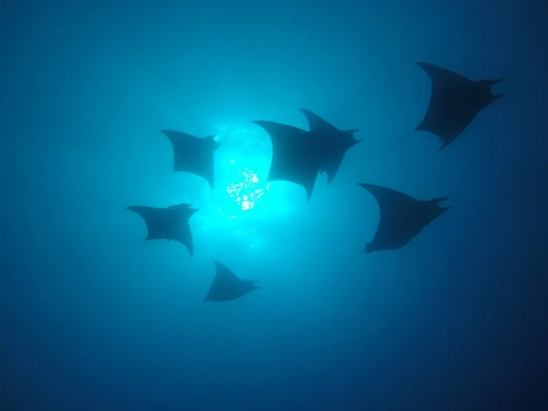 Several rays swimming underwater during a dive in Puerto Naos